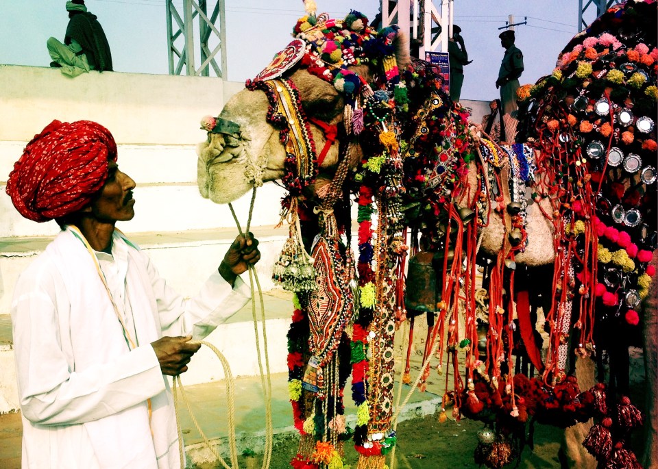 Leap_Hop_Blog_Pushkar_Rajasthan_Camel