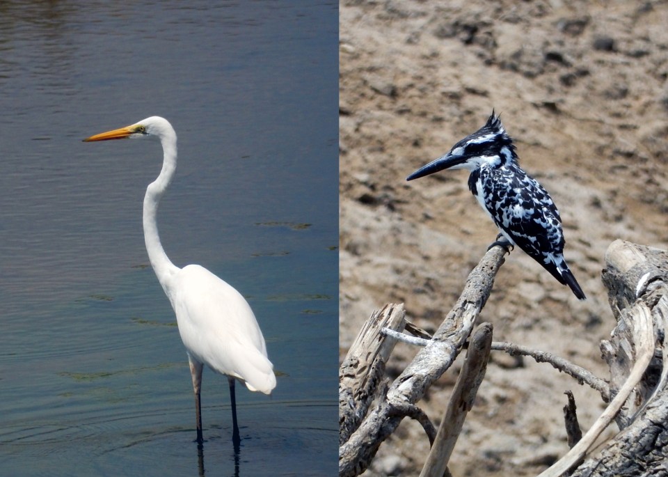 Leap_Hop_Blog_Sri_Lanka_Birds