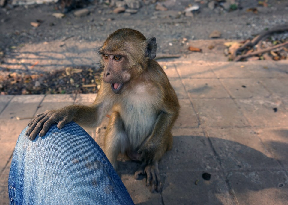 Leap_Hop_Blog_Myanmar_Emile_Monkey