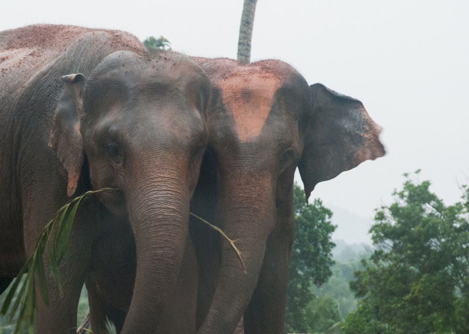 leap-hop-sri-lanka-elephants