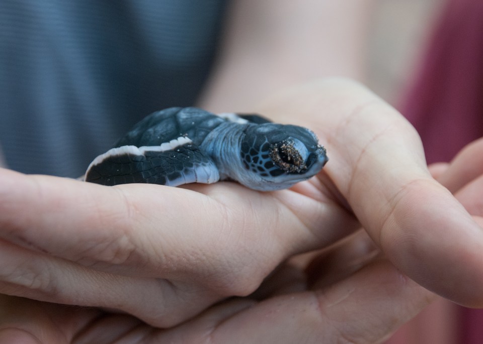 leap-hop-sri-lanka-turtle